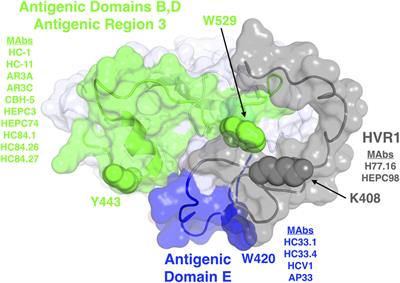 Mapping Determinants of Virus Neutralization and Viral Escape for Rational Design of a Hepatitis C Virus Vaccine